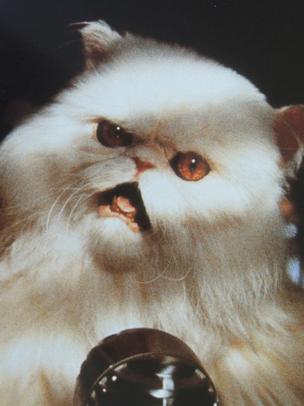 Comme Chiens et Chats - N°03 - Photo d'Exploitation Vintage 2001