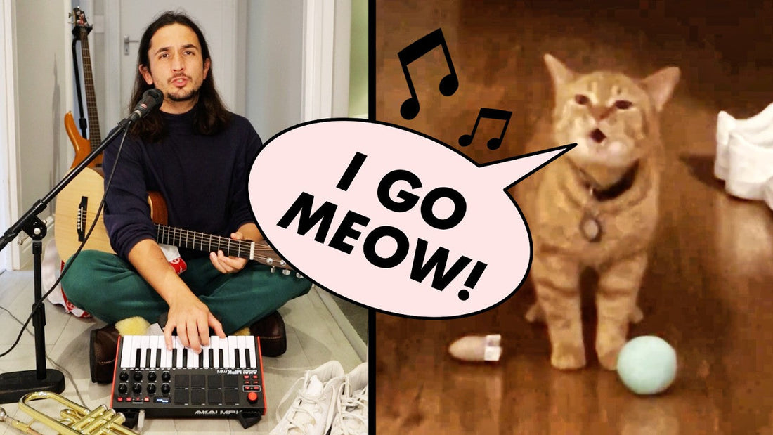Des chats et des millions de vues : le phénomène The Kiffness