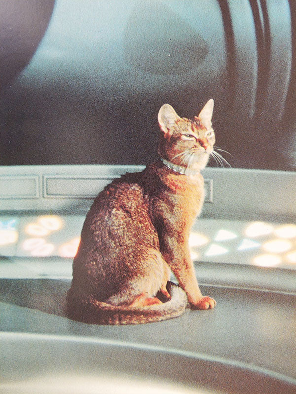 Le Chat Qui Vient de L'Espace N°02 - Walt Disney - Photo d'exploitation Vintage 1978