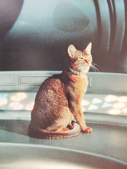 Le Chat Qui Vient de L'Espace N°02 - Walt Disney - Photo d'exploitation Vintage 1978