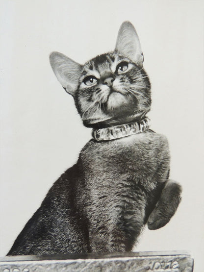 Le Chat Qui Vient de L'Espace N°04 - Walt Disney - Photo d'exploitation Vintage 1978